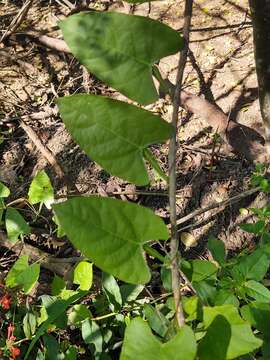 Image of arrowleaf butterfly pea