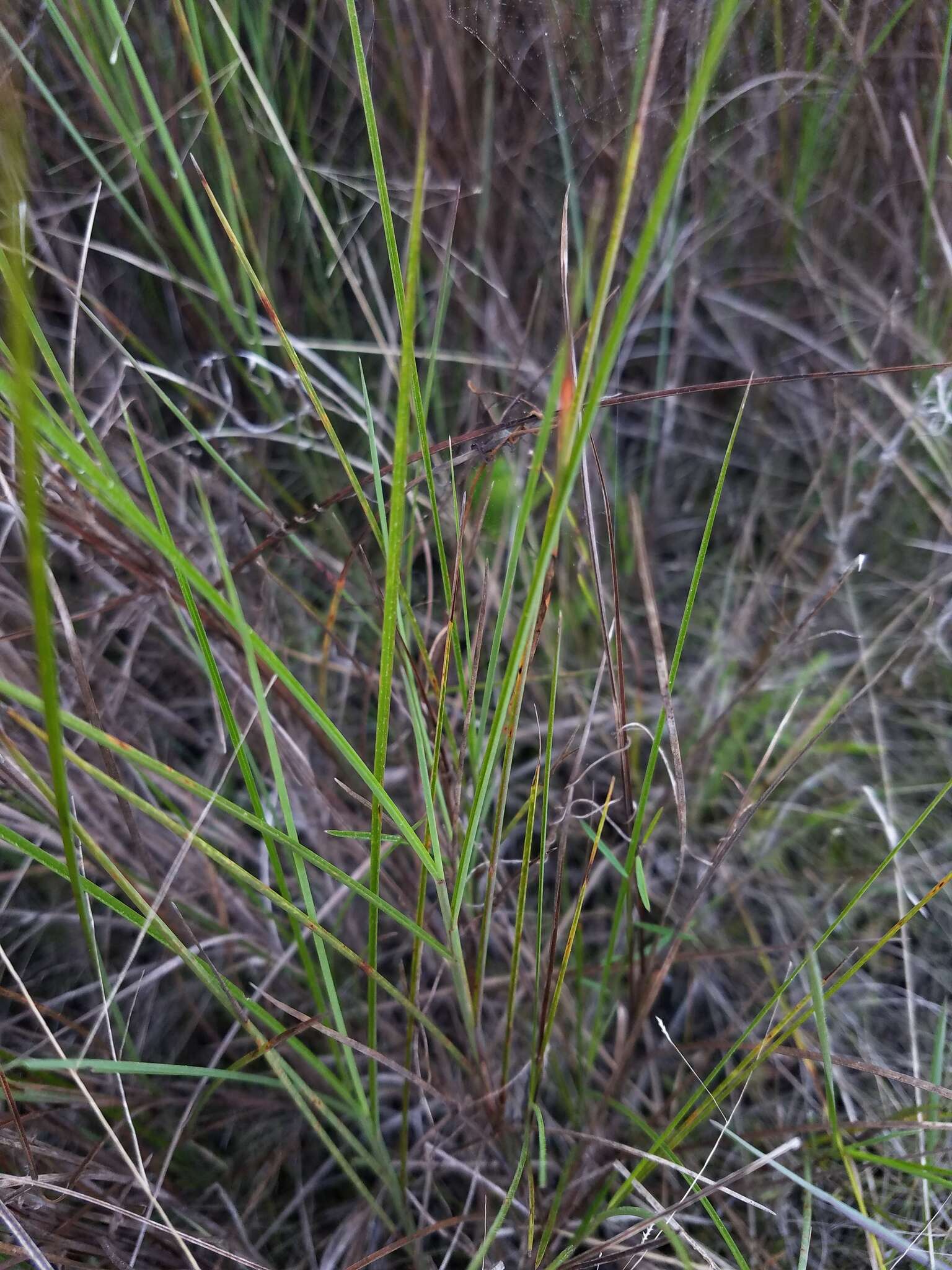 Image de Schizachyrium rhizomatum (Swallen) Gould