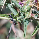 Imagem de Cataglyphis hispanicus (Emery 1906)