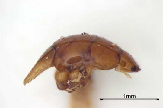 Image of <i>Grandiana armadillo</i> Boucek 1988