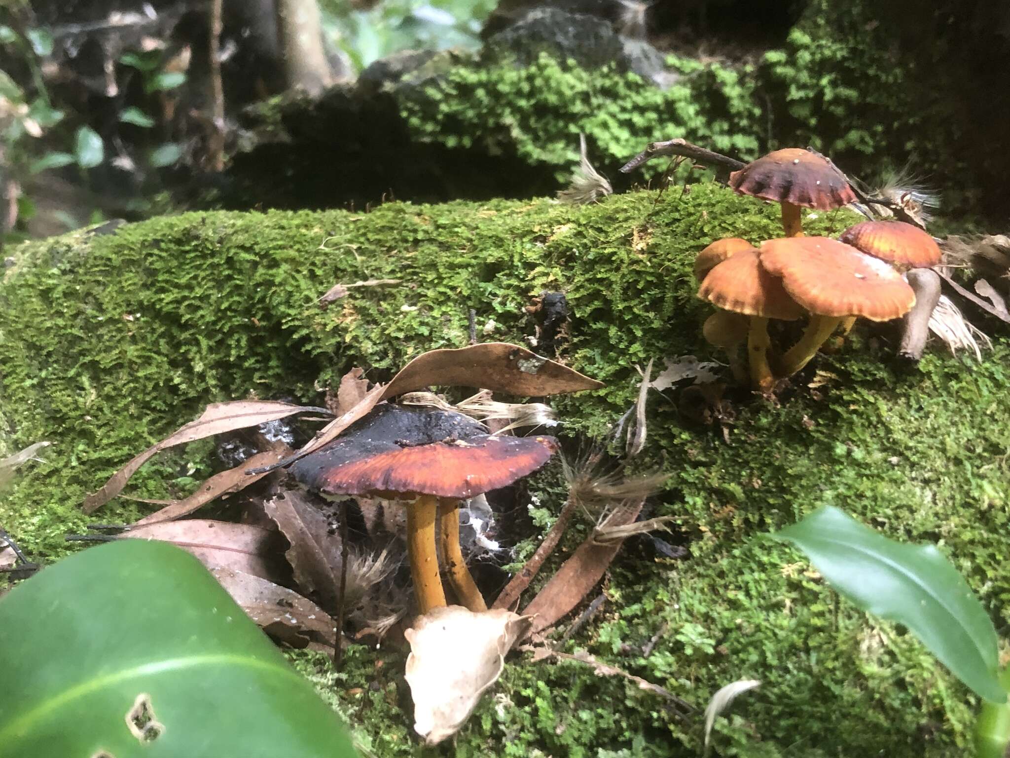 Image of Heimiomyces velutipes (G. Stev.) J. A. Cooper 2014