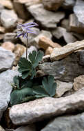 Image of Aquilegia aragonensis Willk.