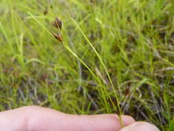 Image of Brown beakrush