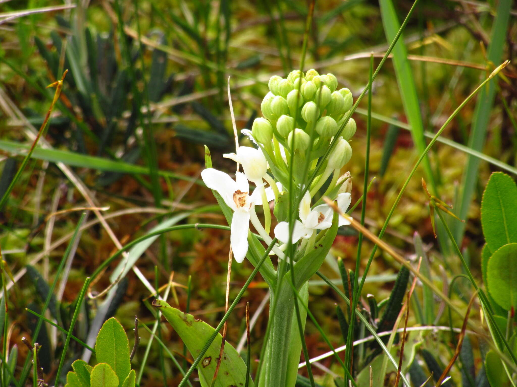 Image of white fringed orchid