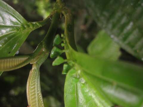 Image of Miconia spennerostachya Naud.