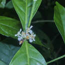 Image of Psychotria subsessilis Benth.