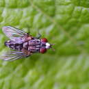 صورة Metopia argyrocephala (Meigen 1824)