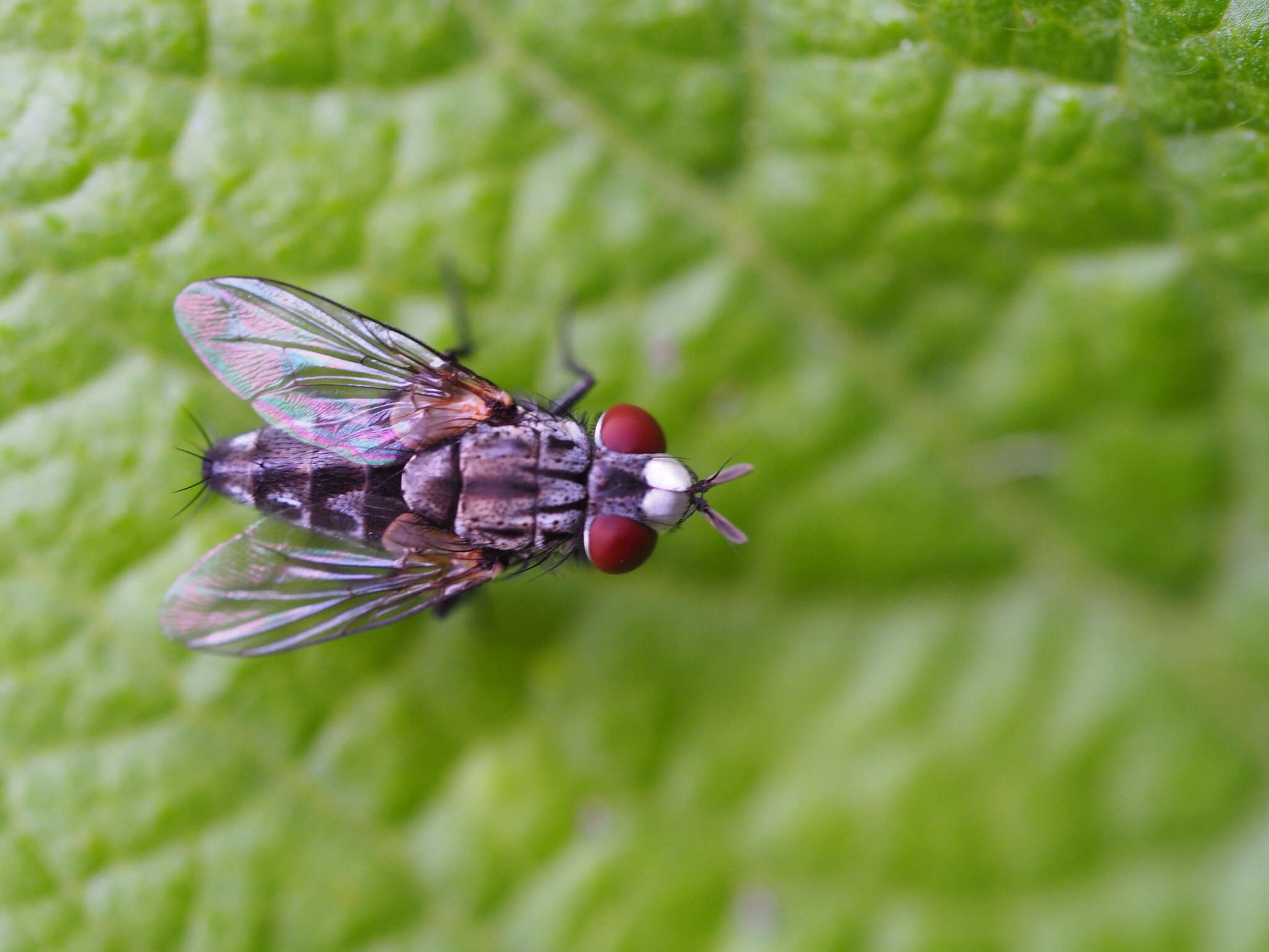 Image of Metopia argyrocephala (Meigen 1824)