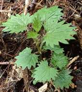 Image of Urtica sykesii Grosse-Veldm. & Weigend