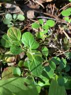 Image of Linnaea borealis var. longiflora Torr.