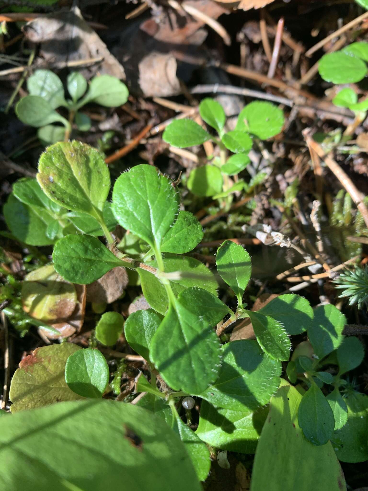 Image of Linnaea borealis var. longiflora Torr.