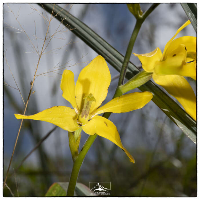 Image of Ipsea speciosa Lindl.