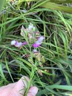 Image of Polygala bracteolata L.