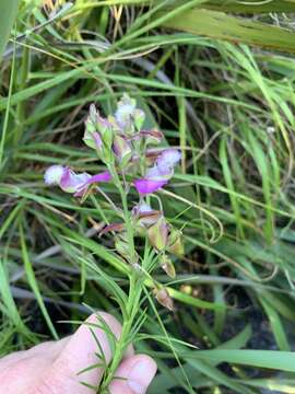 Image of Polygala bracteolata L.