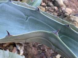 Слика од Agave sobria Brandegee