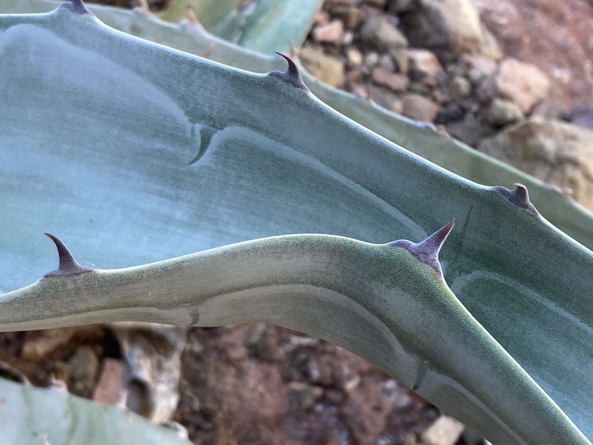 Слика од Agave sobria Brandegee