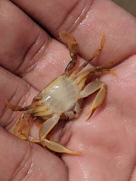 Image of sargassum crab