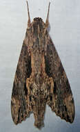 Image of Oleander sphinx moth