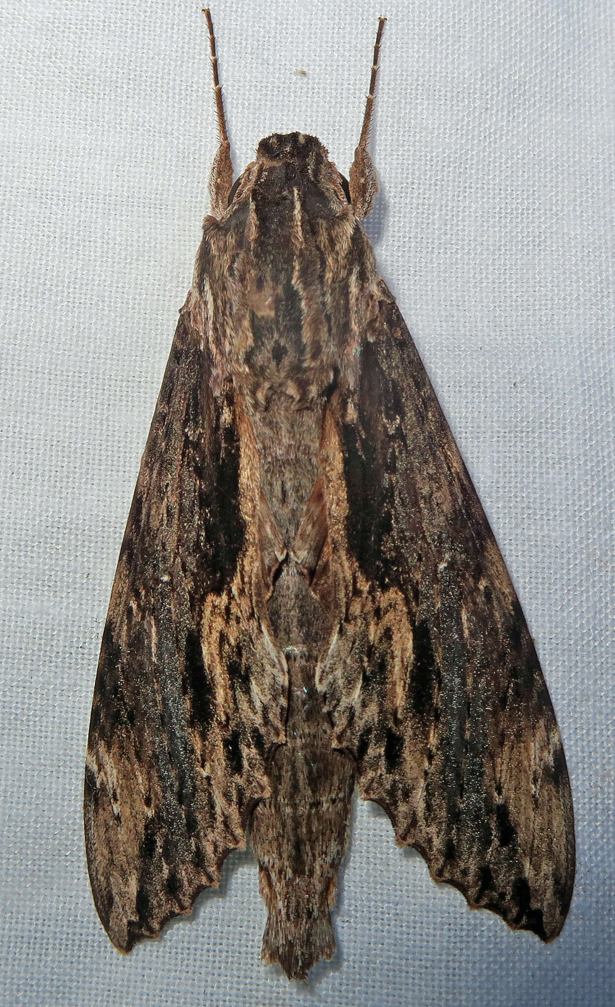 Image of Oleander sphinx moth