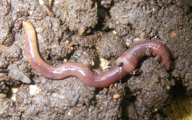 Red Wiggler Manure Worm Soilution Worm Brandling Worm English Redworm Encyclopedia Of Life