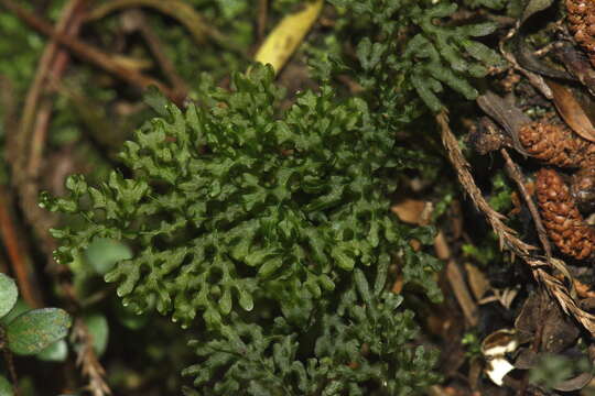 Hymenophyllum flexuosum A. Cunn. resmi