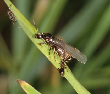 Image of Small black ant