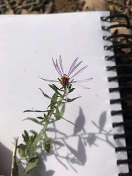 Image of Fendler's aster