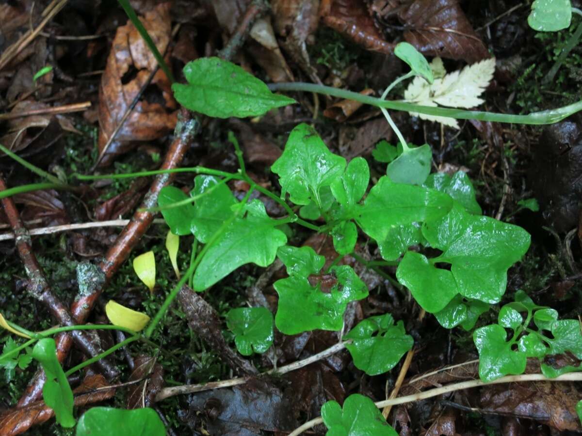 Image de Cardamine clematitis Shuttlew. ex A. Gray