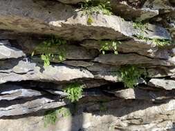 Image of Claytonia arkansana Yatsk., R. Evans & Witsell