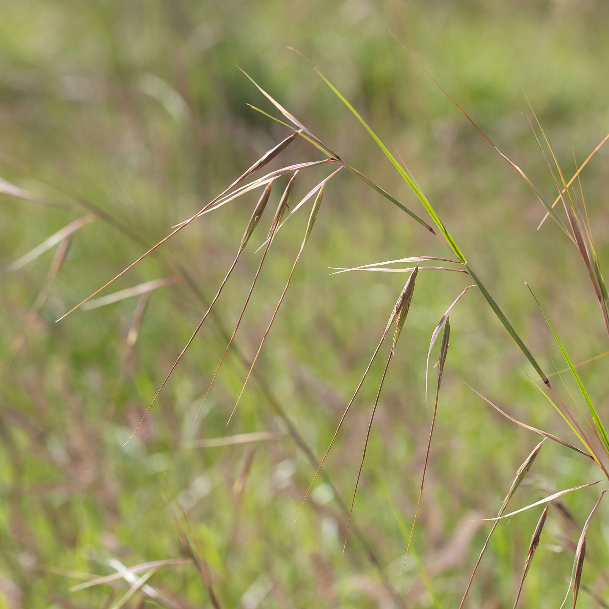 Plancia ëd Themeda avenacea (F. Muell.) T. Durand & B. D. Jacks.