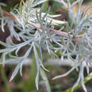 Image of Artemisia sericea (Bess.) Weber