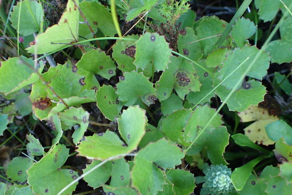 Image of Centella eriantha (Rich.) Drude