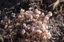 Image of Yavapai County buckwheat