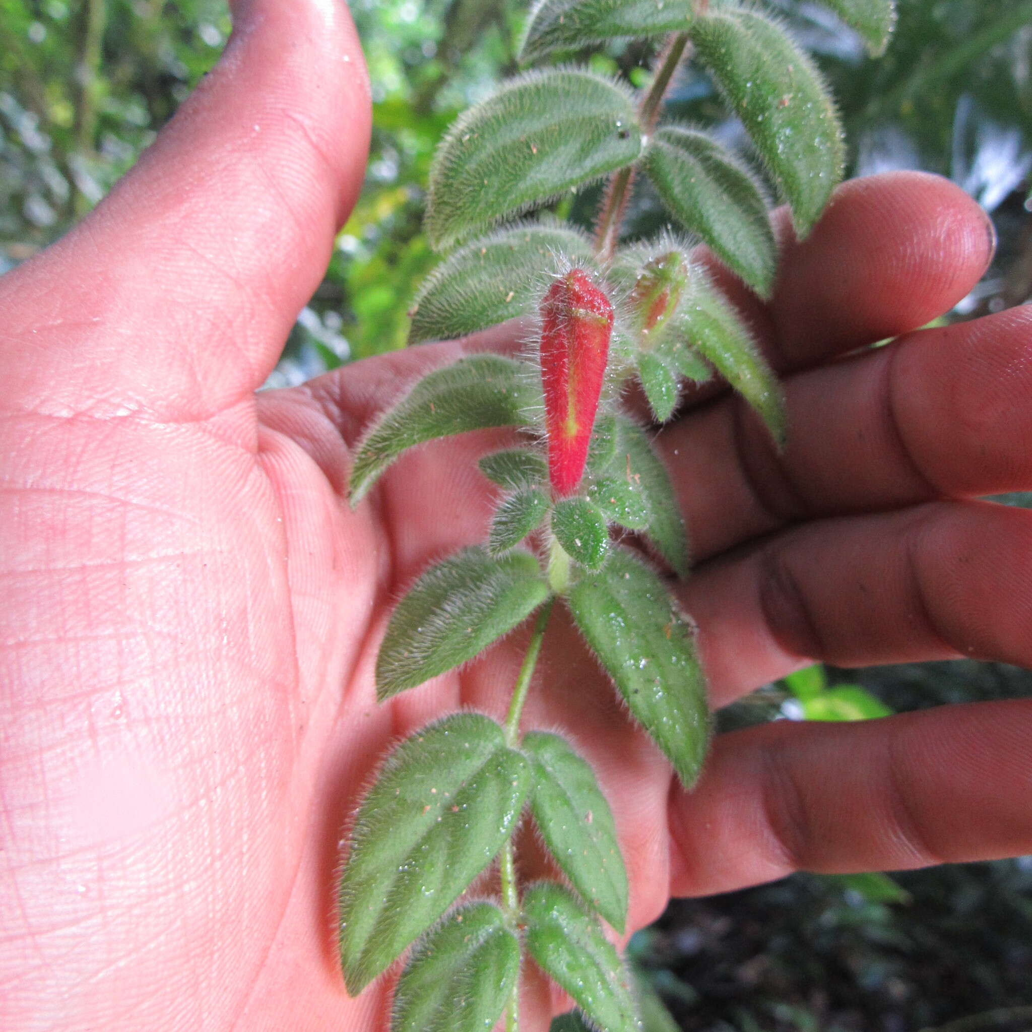 Image of Columnea labellosa H. Karst.