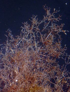 Image of Spaghetti bryozoan