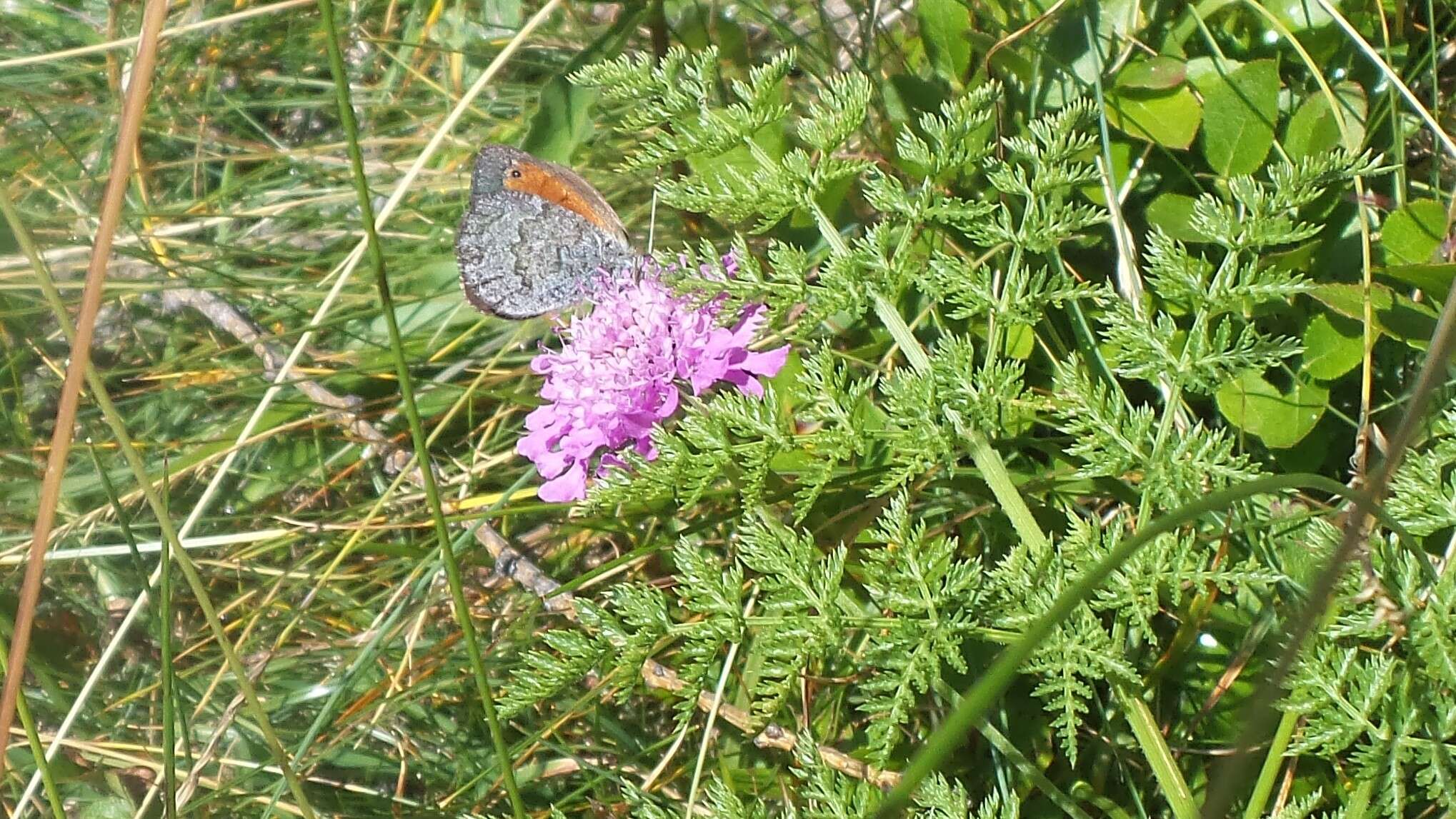 Image of Swiss Brassy Ringlet