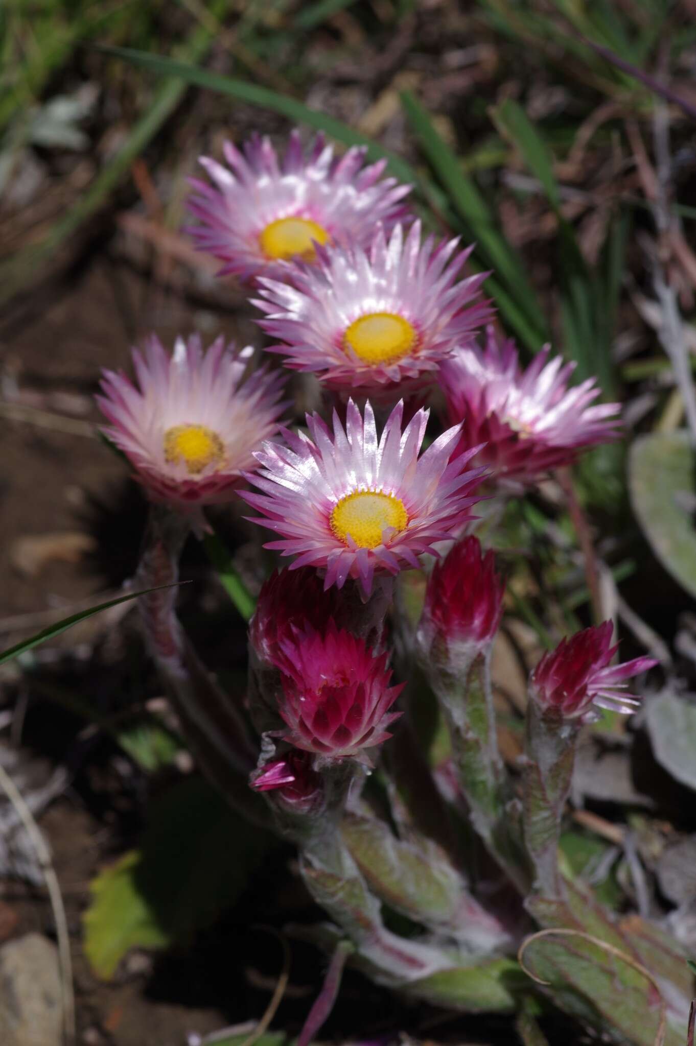 Image of Helichrysum adenocarpum DC.