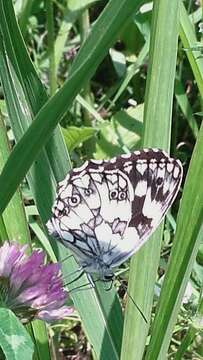 Image of marbled white