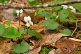 Image of sweet white violet