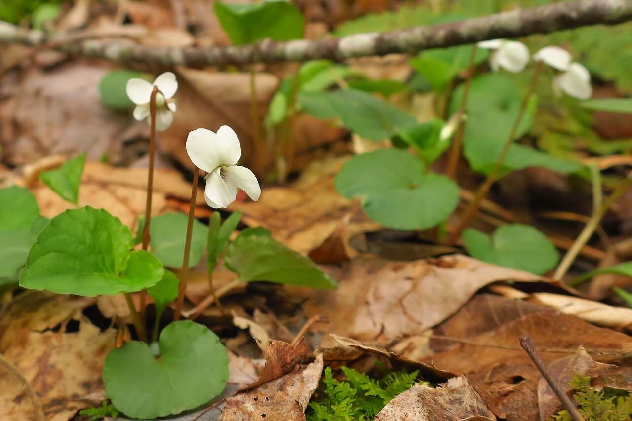 Image of sweet white violet