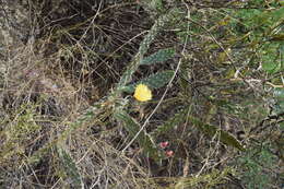 Image of Opuntia schickendantzii F. A. C. Weber