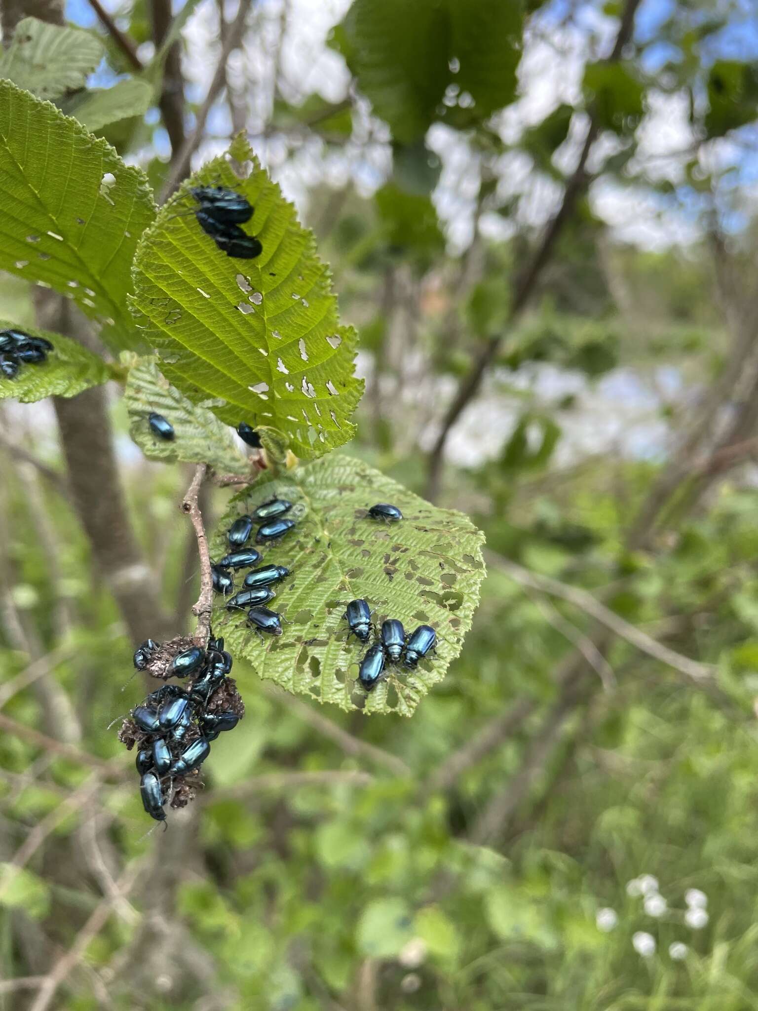 Image of Alder Flea Beetle