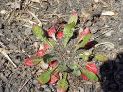 Imagem de Oenothera biennis L.