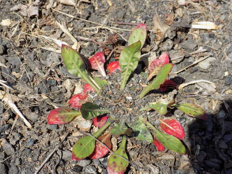 Imagem de Oenothera biennis L.