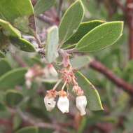 Image of pointleaf manzanita