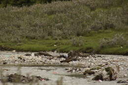 Image de Milvus migrans lineatus (Gray & JE 1831)