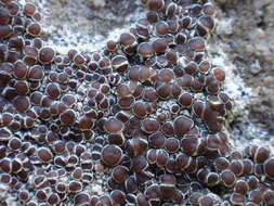 Image of rim lichen