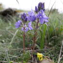 Imagem de Veronica tenuifolia subsp. javalambrensis (Pau) J. Molero & Pujadas