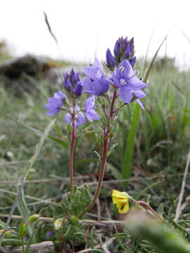 Imagem de Veronica tenuifolia subsp. javalambrensis (Pau) J. Molero & Pujadas