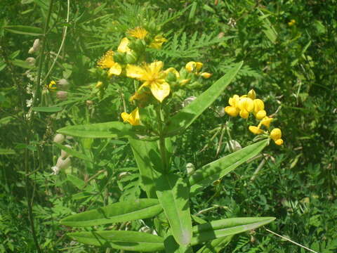 Image of Round-Seed St. John's-Wort